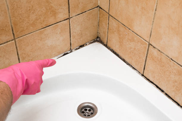 Best Bathroom Mold Remediation in New Chicago, IN